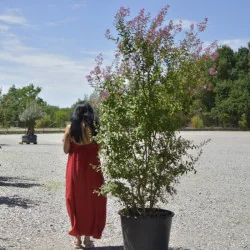 🌸 Lagerstroemia indica Mov 2m-2.3m– Liliac Indian cu Flori Elegante pentru Grădini și Terase de Lux