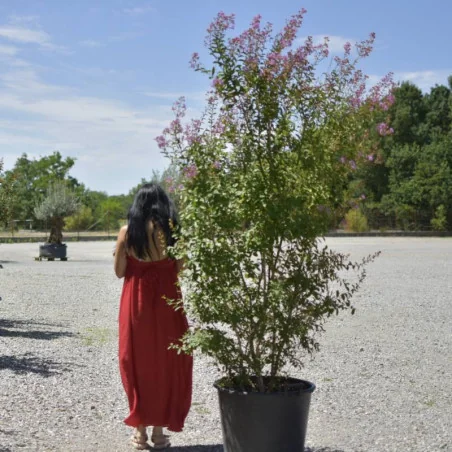 🌸 Lagerstroemia indica Mov 2m-2.3m– Liliac Indian cu Flori Elegante pentru Grădini și Terase de Lux