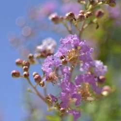 🌸 Lagerstroemia indica Mov 2m-2.3m– Liliac Indian cu Flori Elegante pentru Grădini și Terase de Lux