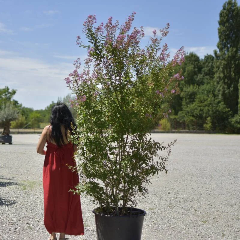 🌸 Lagerstroemia indica Mov 2m-2.3m– Liliac Indian cu Flori Elegante pentru Grădini și Terase de Lux