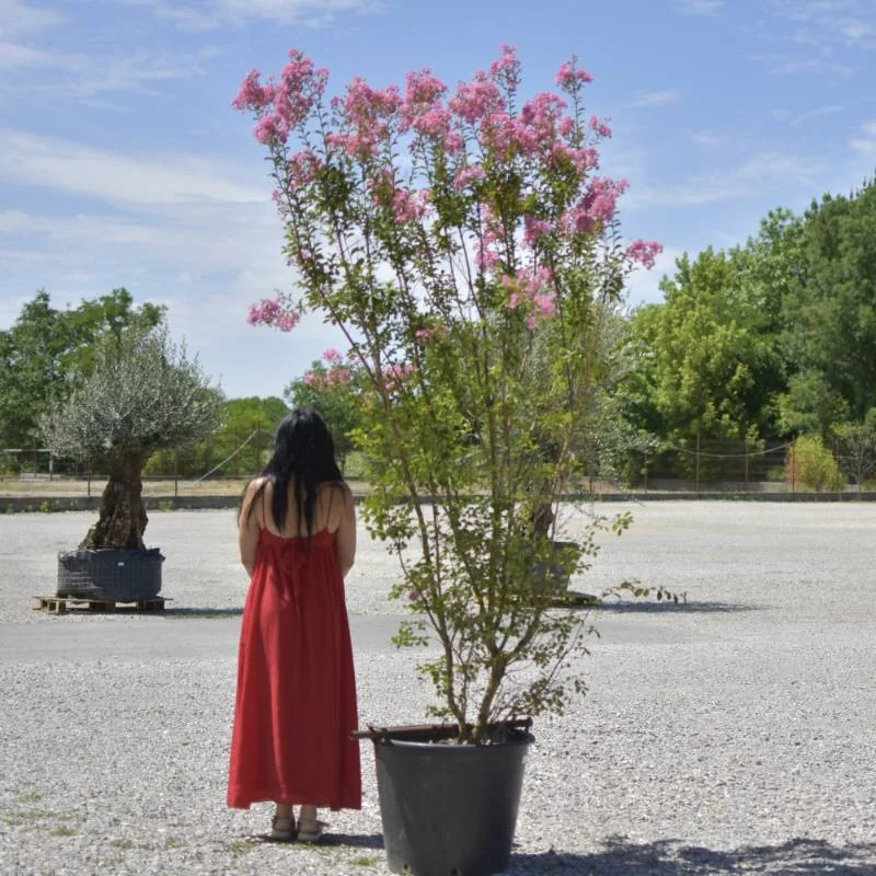 🌸 Lagerstroemia indica Roz 2.2m – Liliac Indian cu Flori Delicate pentru Grădini Elegante | www.plantmaster.ro