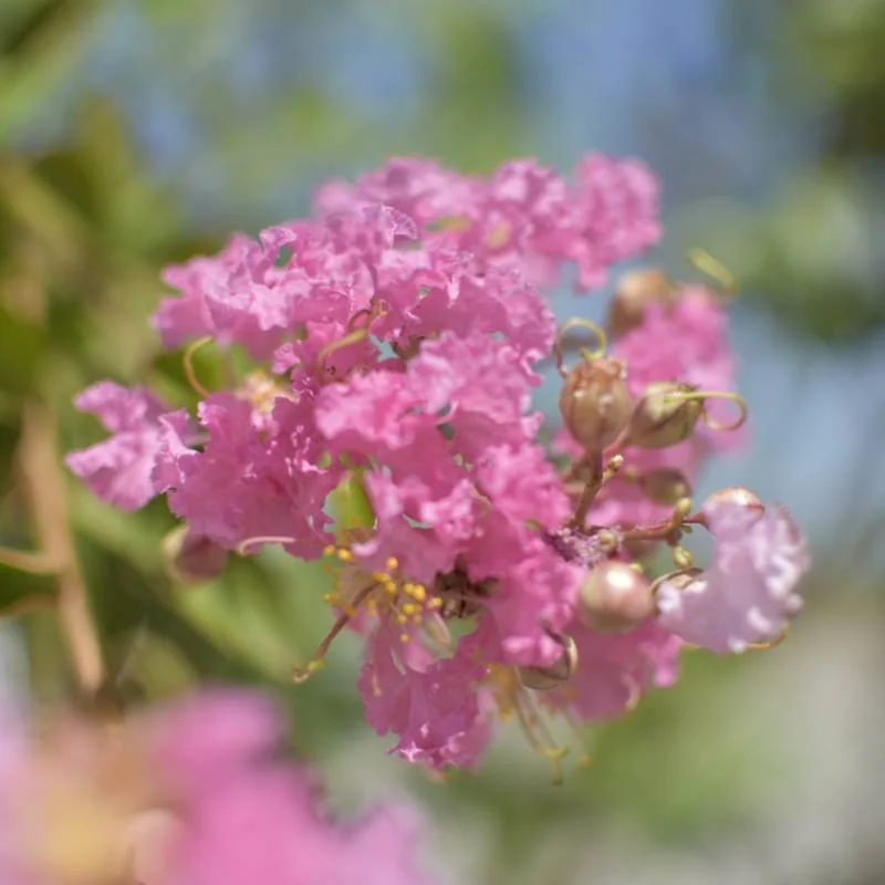 🌸 Lagerstroemia indica Roz 2.2m – Liliac Indian cu Flori Delicate pentru Grădini Elegante | www.plantmaster.ro