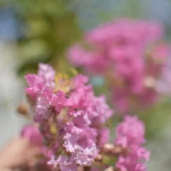🌸 Lagerstroemia indica Roz 2.2m – Liliac Indian cu Flori Delicate pentru Grădini Elegante | www.plantmaster.ro