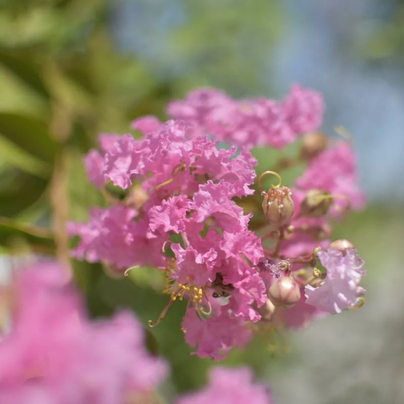 🌸 Lagerstroemia indica Roz 2.2m – Liliac Indian cu Flori Delicate pentru Grădini Elegante | www.plantmaster.ro