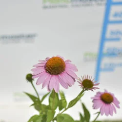 🌺 Echinacea purpurea ‘Magnus’ – Floare Perennială cu Rezistență Ridicată | www.plantmaster.ro