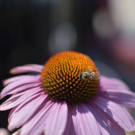 🌺 Echinacea purpurea ‘Magnus’ – Floare Perennială cu Rezistență Ridicată | www.plantmaster.ro