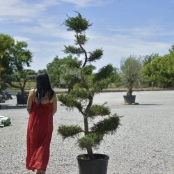 🌲 Bonsai Leylandii 2,2 m – Piesă Statement pentru Grădini și Terase de Lux