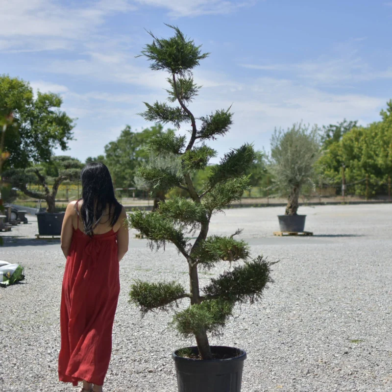 🌲 Bonsai Leylandii 2,2 m – Piesă Statement pentru Grădini și Terase de Lux