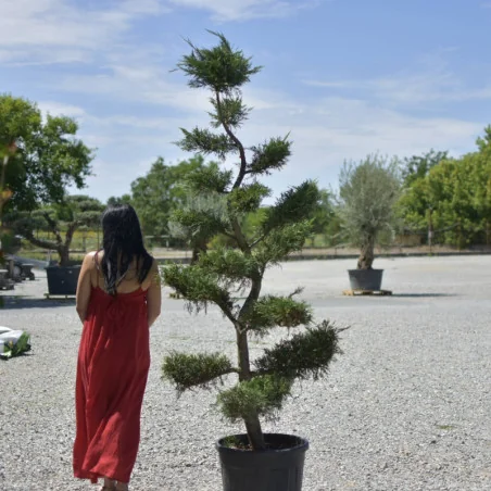 🌲 Bonsai Leylandii 2,2 m – Piesă Statement pentru Grădini și Terase de Lux