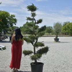 🌲 Bonsai Leylandii 2,2 m – Piesă Statement pentru Grădini și Terase de Lux