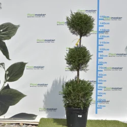 🌲 Bonsai Leylandii cu 3 Bile – Sculptură Verde pentru Grădini și Terase Premium
