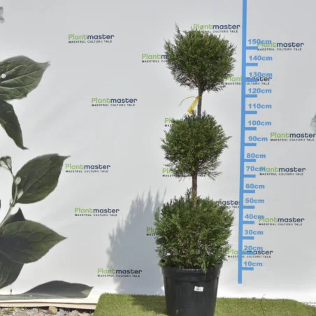 🌲 Bonsai Leylandii cu 3 Bile – Sculptură Verde pentru Grădini și Terase Premium