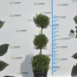 🌲 Bonsai Leylandii cu 3 Bile – Sculptură Verde pentru Grădini și Terase Premium