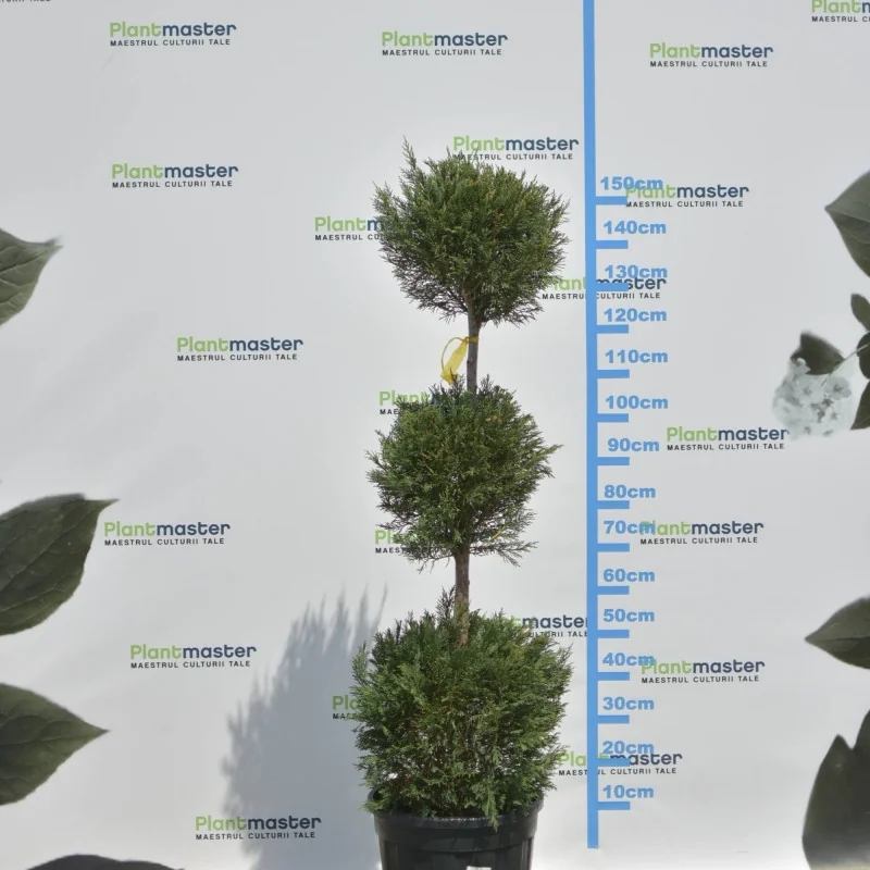 🌲 Bonsai Leylandii cu 3 Bile – Sculptură Verde pentru Grădini și Terase Premium