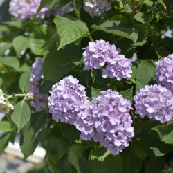 🌸 Hortensia macrophylla – Tufă Spectaculoasă 1 m cu Flori Mari și Colorate
