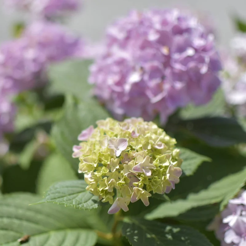 🌸 Hortensia macrophylla – Tufă Spectaculoasă 1 m cu Flori Mari și Colorate
