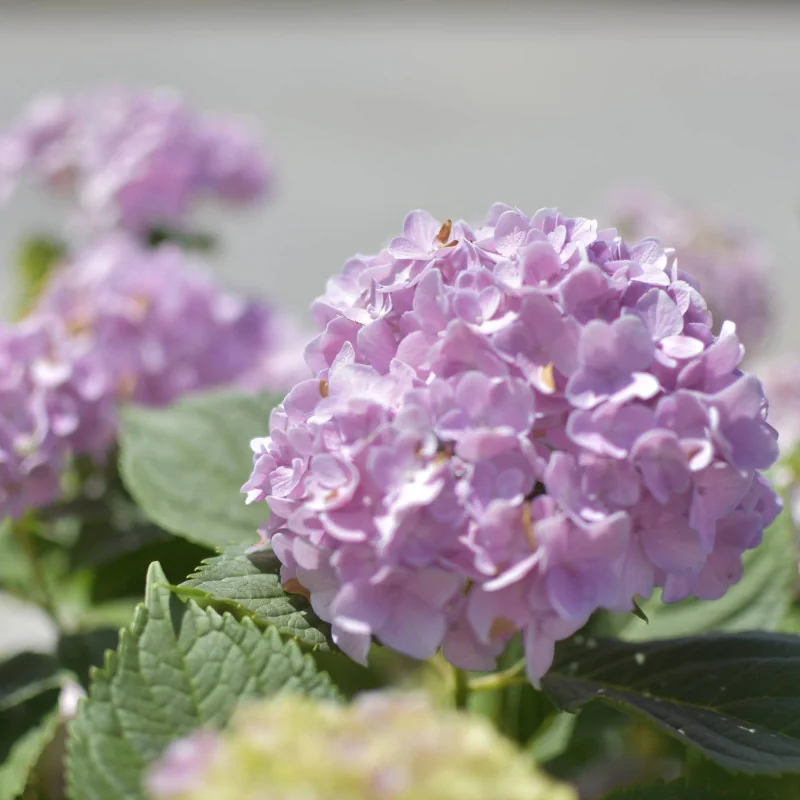 🌸 Hortensia macrophylla – Tufă Spectaculoasă 1 m cu Flori Mari și Colorate