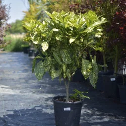 Aucuba Mare – Plantă ornamentală cu frunze verde-aurii