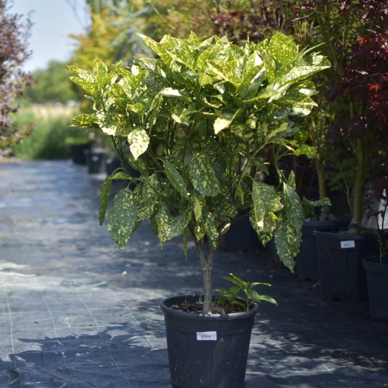 Aucuba Mare – Plantă ornamentală cu frunze verde-aurii