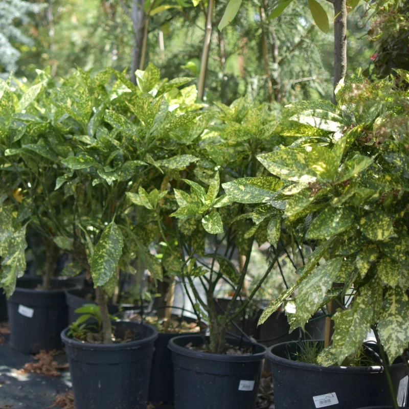 Aucuba Mare – Plantă ornamentală cu frunze verde-aurii