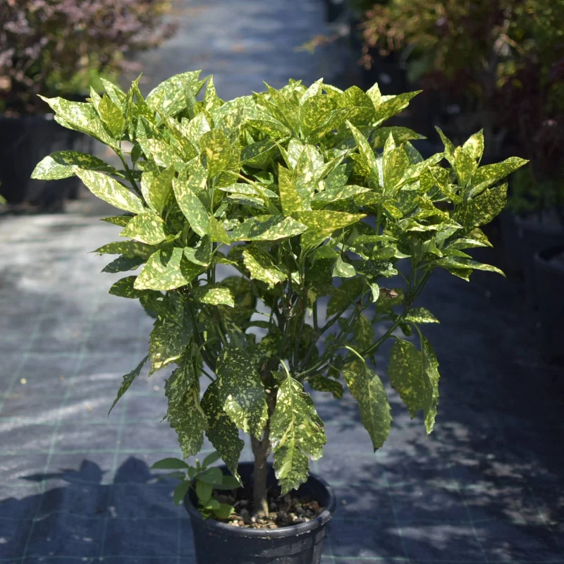 Aucuba Mare – Plantă ornamentală cu frunze verde-aurii