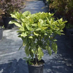 Aucuba Mare – Plantă ornamentală cu frunze verde-aurii