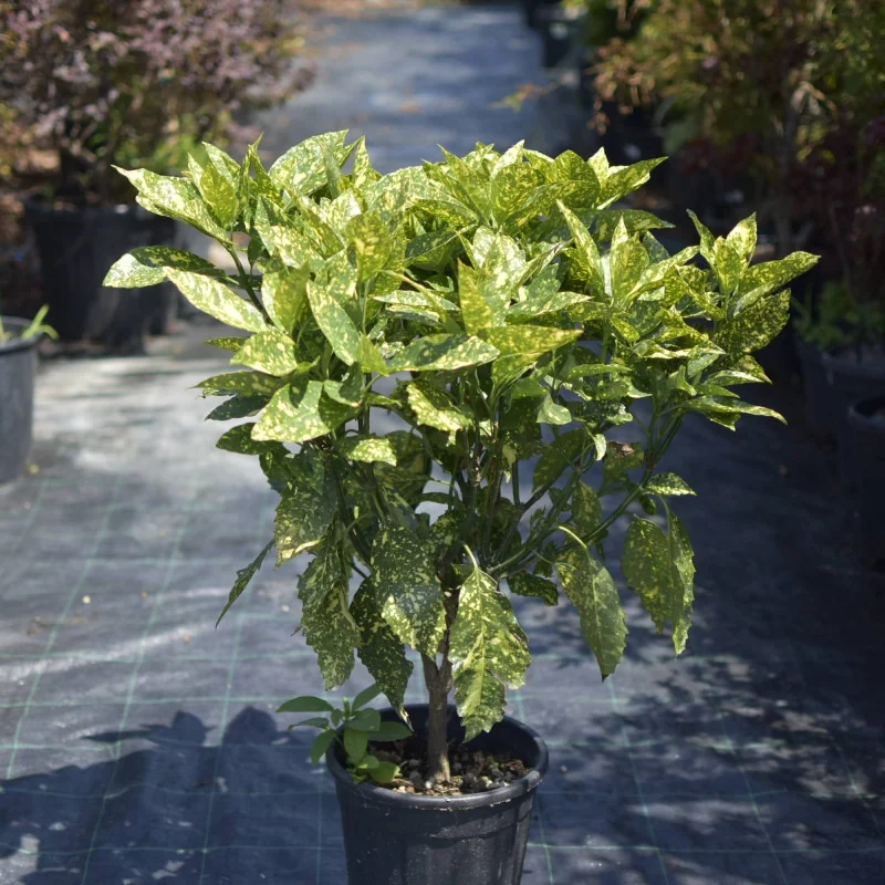Aucuba Mare – Plantă ornamentală cu frunze verde-aurii