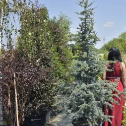 Cedrus Atlantica Glauca 2-2.2m – Eleganță albastră pentru grădina ta
