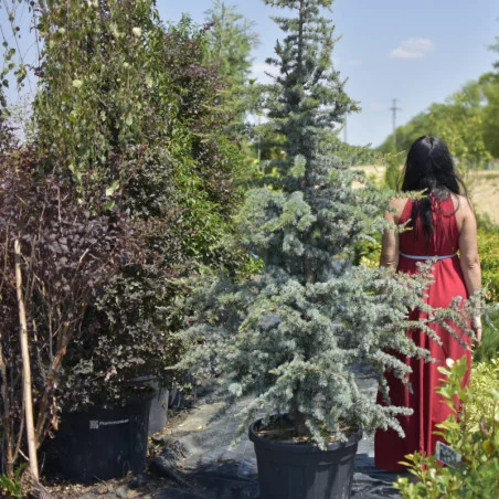 Cedrus Atlantica Glauca 2-2.2m – Eleganță albastră pentru grădina ta