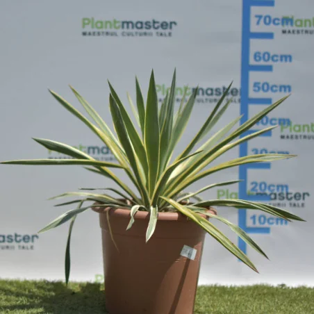 Yucca Gloriosa – Eleganță exotică și rezistență deosebită în grădina ta