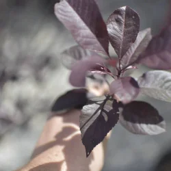 Prunus cerasifera ‘Nigra’ (Prunus Pisardi) Multitrunchi – Eleganță ornamentală cu frunziș purpuriu