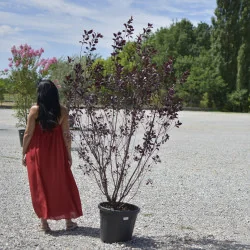 Prunus cerasifera ‘Nigra’ (Prunus Pisardi) Multitrunchi – Eleganță ornamentală cu frunziș purpuriu