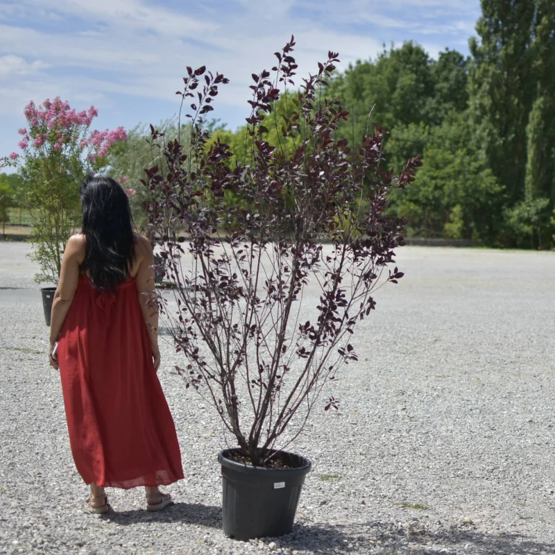 Prunus cerasifera ‘Nigra’ (Prunus Pisardi) Multitrunchi – Eleganță ornamentală cu frunziș purpuriu