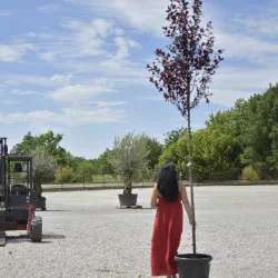 Prunus cerasifera ‘Nigra’ (Prunus Pisardi) 3.5M – Arbore ornamental cu frunziș purpuriu intens
