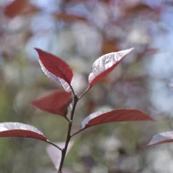 Prunus cerasifera ‘Nigra’ (Prunus Pisardi) 3.5M – Arbore ornamental cu frunziș purpuriu intens