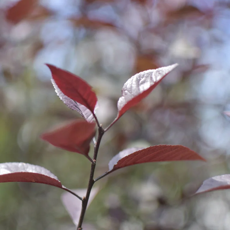 Prunus cerasifera ‘Nigra’ (Prunus Pisardi) 3.5M – Arbore ornamental cu frunziș purpuriu intens