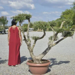 🌿 Bonsai din Măslin v2 – Plantă Mediteraneană pentru Gradini de vis