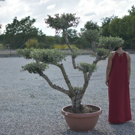 🌿 Bonsai din Măslin v3 – Plantă Mediteraneană pentru Gradini de vis