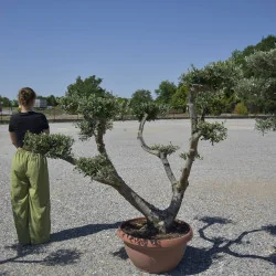 🌿 Bonsai din Măslin v3 – Plantă Mediteraneană pentru Gradini de vis