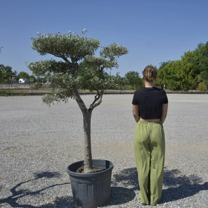 🌿 Bonsai din Măslin pompom v1 – Plantă Mediteraneană pentru Gradini de vis