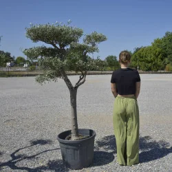 🌿 Bonsai din Măslin pompom v1 – Plantă Mediteraneană pentru Gradini de vis