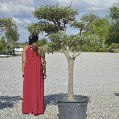 🌿 Bonsai din Măslin pompom v2 – Plantă Mediteraneană pentru Gradini de vis