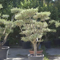 🌿 Bonsai din Măslin pompom v3 – Plantă Mediteraneană pentru Gradini de vis