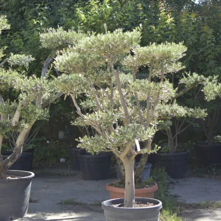 🌿 Bonsai din Măslin pompom v3 – Plantă Mediteraneană pentru Gradini de vis