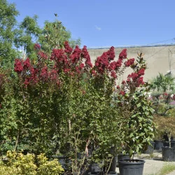 🌸 Lagerstroemia indica 2.5m-3m Rosu Aprins – Liliac Indian pentru Grădini și Peisagistică de Lux
