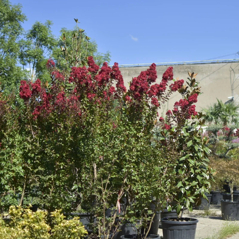 🌸 Lagerstroemia indica 2.5m-3m Rosu Aprins – Liliac Indian pentru Grădini și Peisagistică de Lux