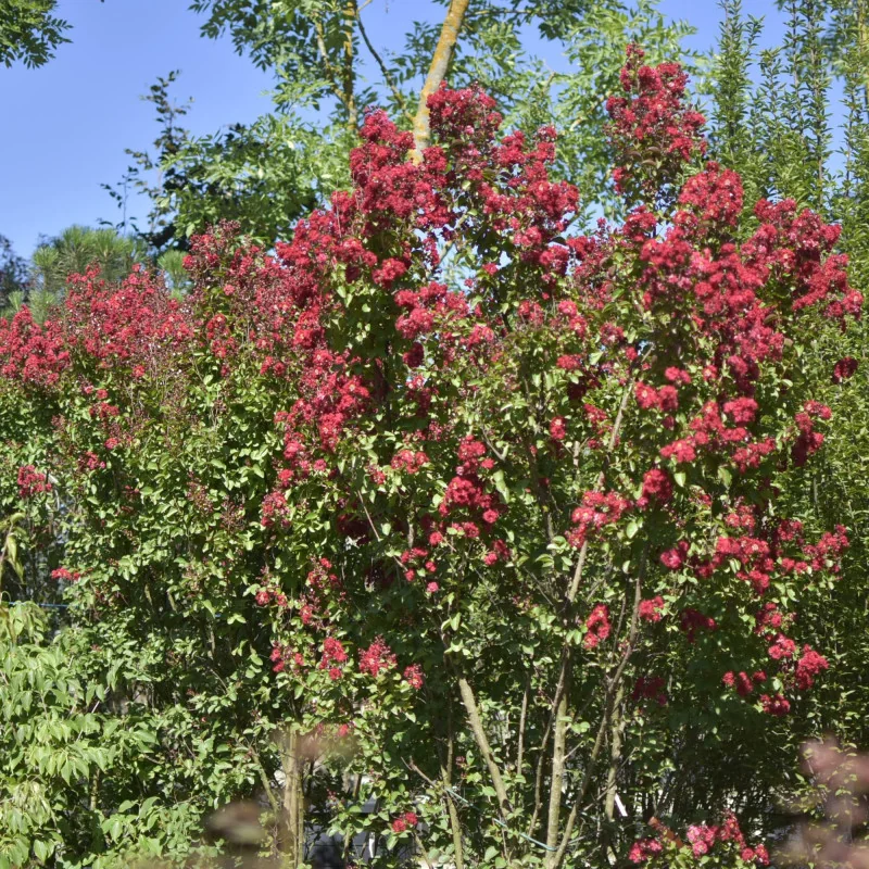 🌸 Lagerstroemia indica 2.5m-3m Rosu Aprins – Liliac Indian pentru Grădini și Peisagistică de Lux