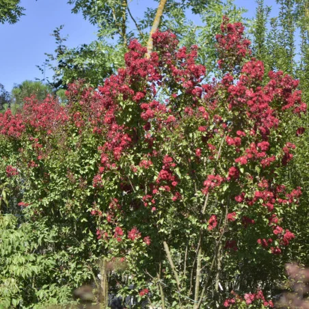 🌸 Lagerstroemia indica 2.5m-3m Rosu Aprins – Liliac Indian pentru Grădini și Peisagistică de Lux