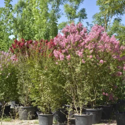 🌸 Lagerstroemia indica Roz 2.2m – Liliac Indian cu Flori Delicate pentru Grădini Elegante | www.plantmaster.ro
