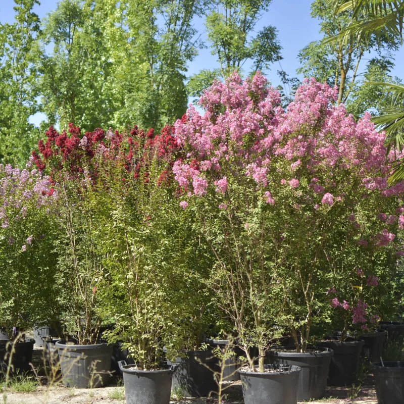 🌸 Lagerstroemia indica Roz 2.2m – Liliac Indian cu Flori Delicate pentru Grădini Elegante | www.plantmaster.ro